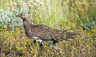 Sharp-tailed Grouse, Summit County, UT