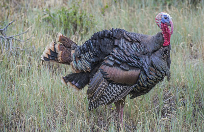 Wild Turkey, Summit County, UT