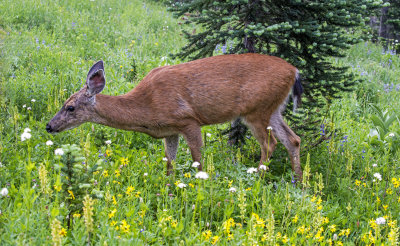 Black-tailed deer, Mt. Rainier National Park, WA