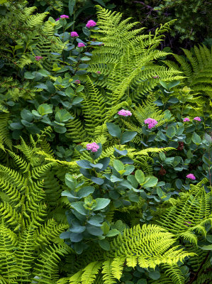 Spirea and Ferns, Mt. Rainier National Park, WA
