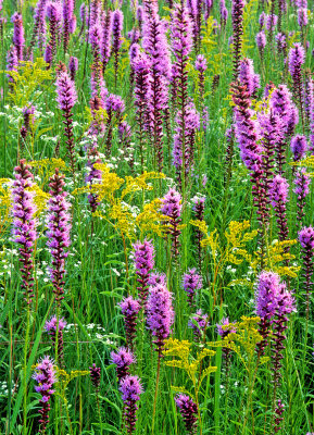 Blazing Star and Golodenrod,Gensberg-Markham Prairie, IL