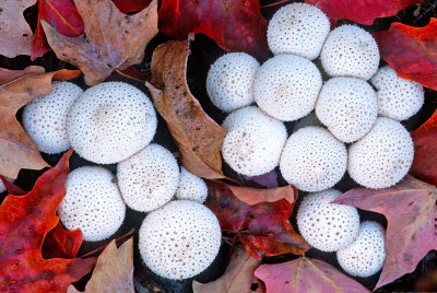 Puffball Mushrooms, NH