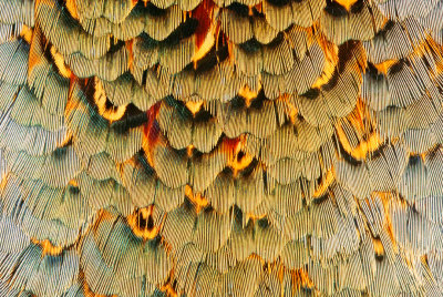 Pheasant feathers close-up