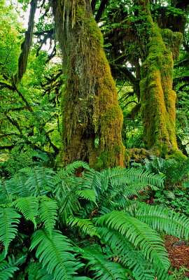 Hoh Rainforest, Olympic National Park, WA