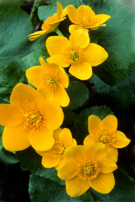 Marsh Marigolds, Ridges Sanctuary, Door County, WI