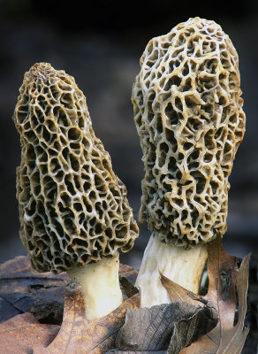 Morel Mushrooms, Messenger Woods, IL