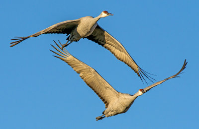 Sandhill Cranes, Bosque del Apache Wildlife Refuge, NM