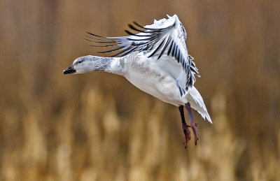 Juvenile Snow Goose, Bosque del Apache National Wildlife Refuge, NM