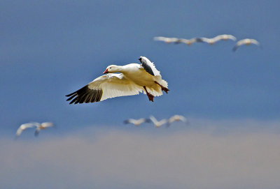 Snow Geese coming in to feed, Bosque del Apache National Wildlife Refuge, NM