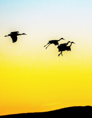 Sandhill Cranes settling in at sunset, Bosque del Apache National Wildlife Refuge, NM