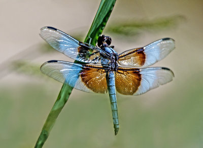 Widow Dragonfly, Bubbling Ponds, Sedona, AZ