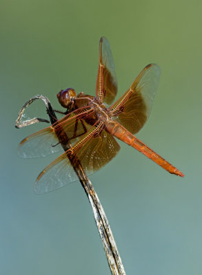 Flame Dragonfly, Bubbling Ponds, Sedona, AZ 