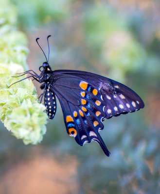 Pipevine Swallowtail, Cottonwood, AZ