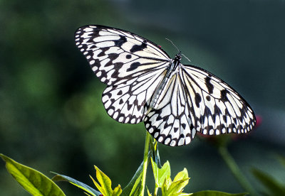 Large Tree Nymph (Paper Kite)