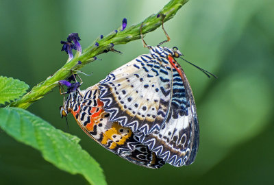 Malay Lacewings mating