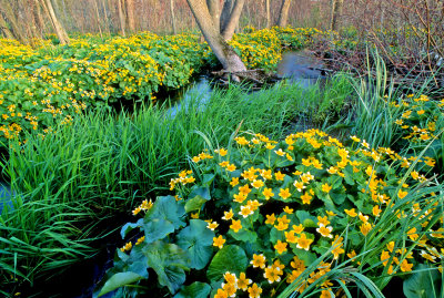 Marsh Marigolds, Whitefish Bay, Door County,  WI