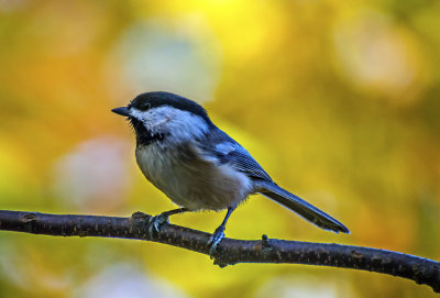 Black-capped Chickadee, Ellison Bay, Door County, WI