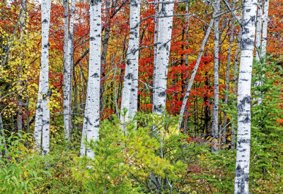 Birches, Peninsula State Park, Door County, WI