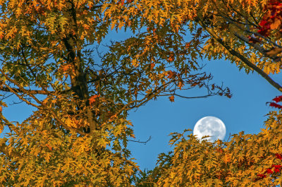 Moon peeking through Pin Oak Tree, Door County, WI