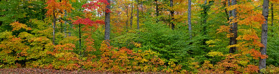 Fall color at Tahquamenon State Park, MI