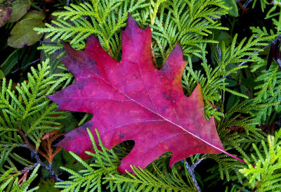Northern Red Oak leaf on Northern White Cedar branches, Ridges Sanctuary, Door County, WI