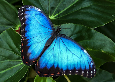 Common Blue Morpho 