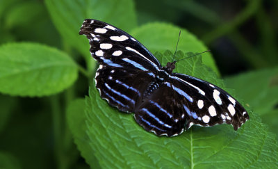 Mexican Bluewing