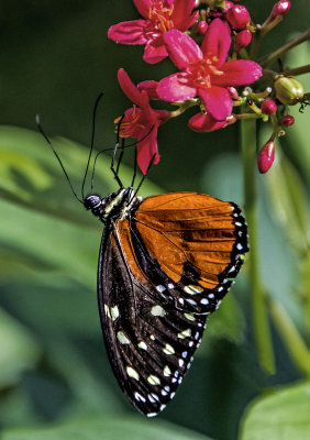 Spotted Tiger Glassywing