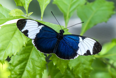 Sapho Longwing 