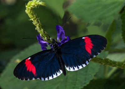 Longwing