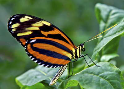 Isabella's Longwing 