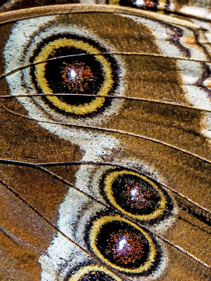 Blue Morpho eyespots