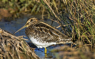 Wilson's Snipe