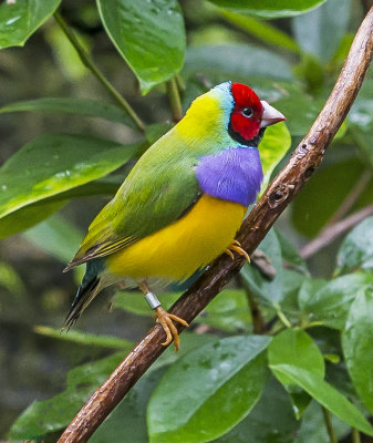 Red-headed Gouldian Finch