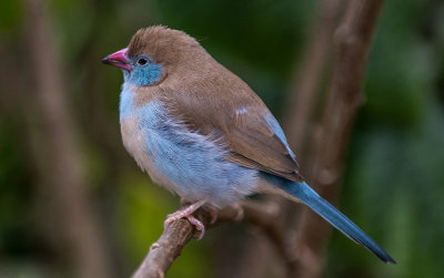 Blue Cheeked Cordon Bleu