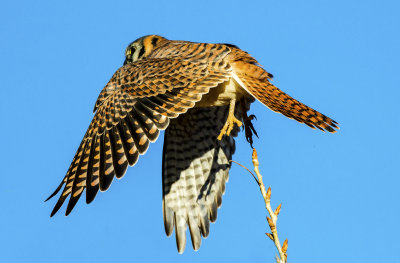 Kestral leaving a perch