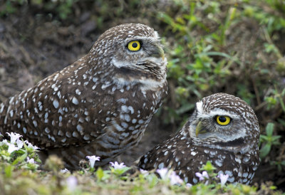 Burrowing Owls 