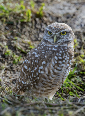 Burrowing Owl