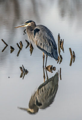 Great Blue Heron, Bosque del Apache National Wildlife Refuge, New Mexico