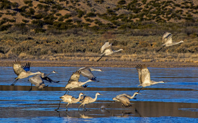 Sandhill Cranes, Bosque del Apache National Wildlife Refuge, Socorro, NM