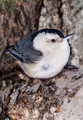 White-breasted Nuthatch, Sandia Crest House, NM