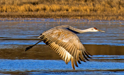 Sandhill Crane, Bosque del Apache National Wildlife Refuge, New Mexico