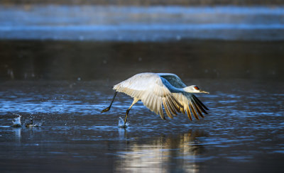 Sandhill Crane takeoff, Bosque del Apache National Wildlife Refuge, NM