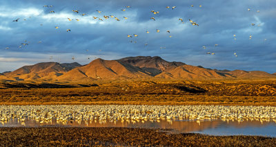 Snow and Ross's Geese gathering for blast off just after dawn, Bosque del Apache National Wildlife Refuge, NM