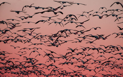Geese heading out to eat at dawn, Bosque del Apache National Wildlife Refuge, NM