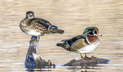 Wood Ducks, Rio Grande Nature Center, Albuquerque, NM