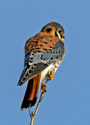American Kestral, Bosque del Apache National Wildlife Refuge, NM