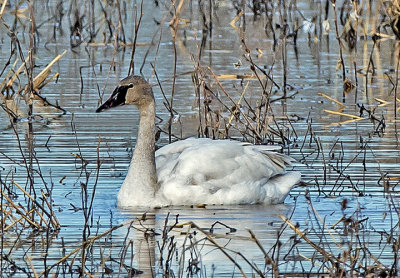 Tundra Swan, Bosque del Apache National Wildlife Refuge, NM