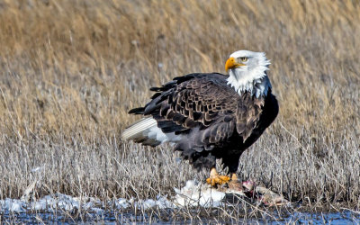 Bald Eagle feasting on a Snow Goose, Bosque del Apache National Wildlife Refuge, NM