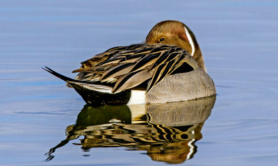 Pintail, Bosque del Apache National Wildlife Refuge, NM